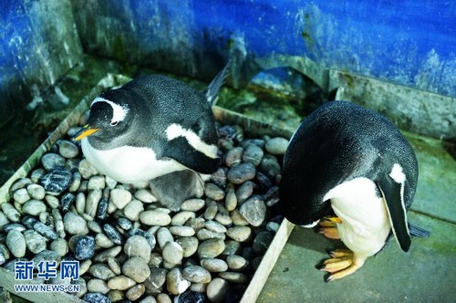 哈尔滨极地馆白眉企鹅喜获"小宝宝"_时政新闻_中国台湾网