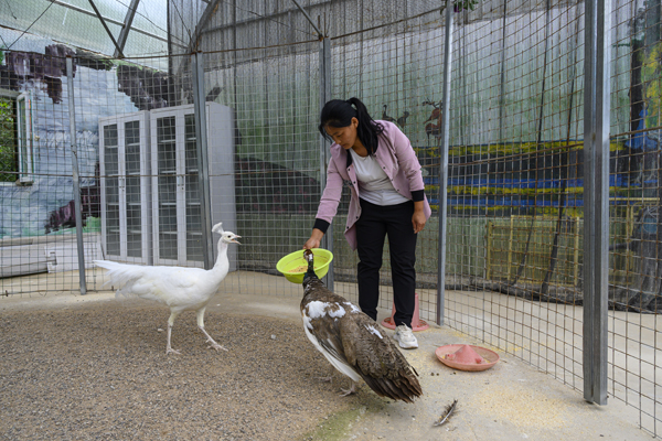 2020年8月,内蒙古兴安盟义勒力特嘎查,工作人员在喂养孔雀.