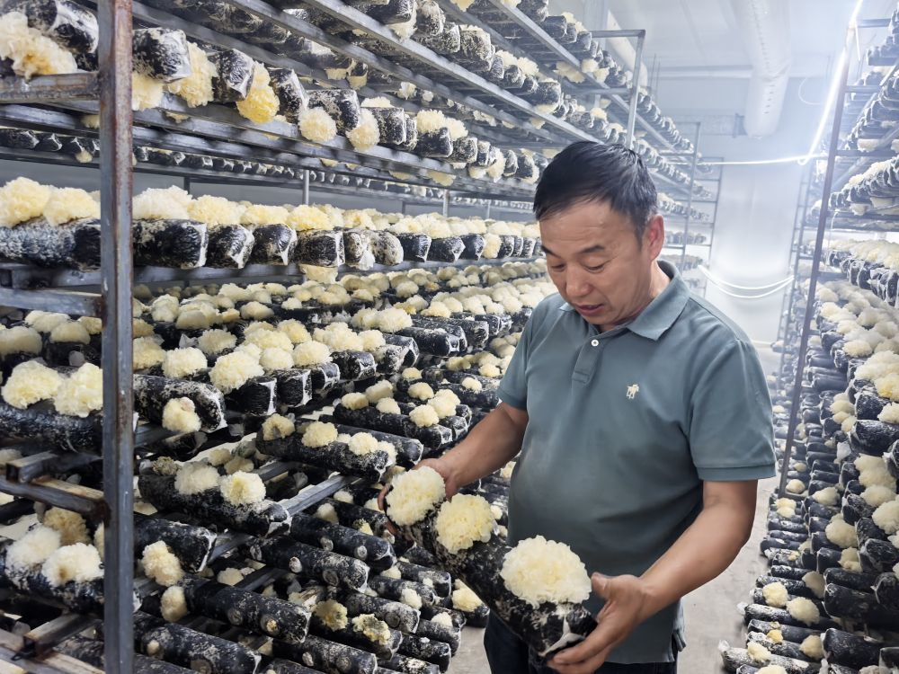 6月24日,在“鲁疆情”食用菌生态科技示范园内,企业负责人韩文良展示培育的银耳。(新华社记者 顾煜 摄)
