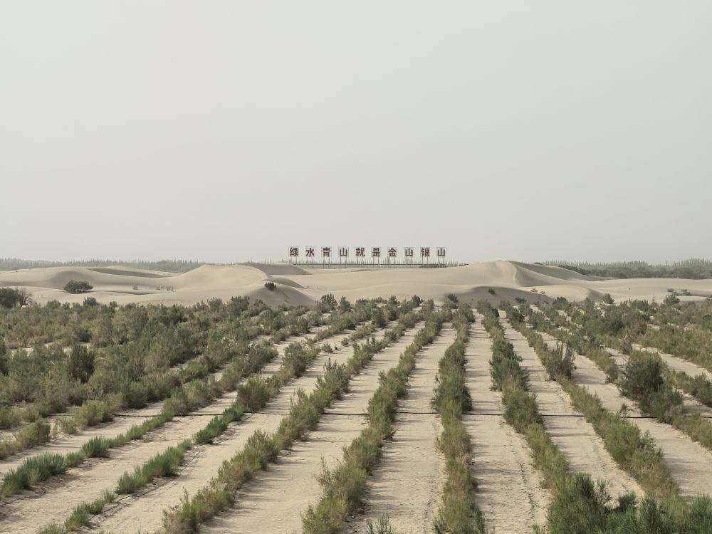 6月27日,麦盖提县防风固沙生态林一角。(新华社记者 顾煜 摄)