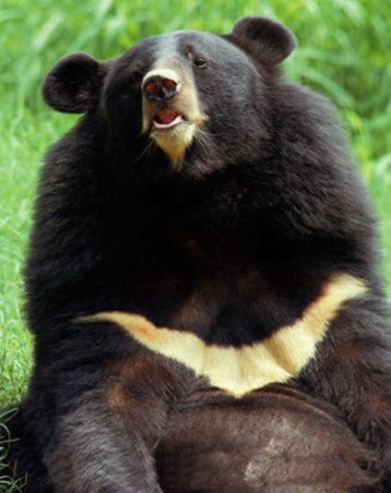 台湾历史头一遭 惊传火车撞黑熊(图)_本网快讯_中国台湾网