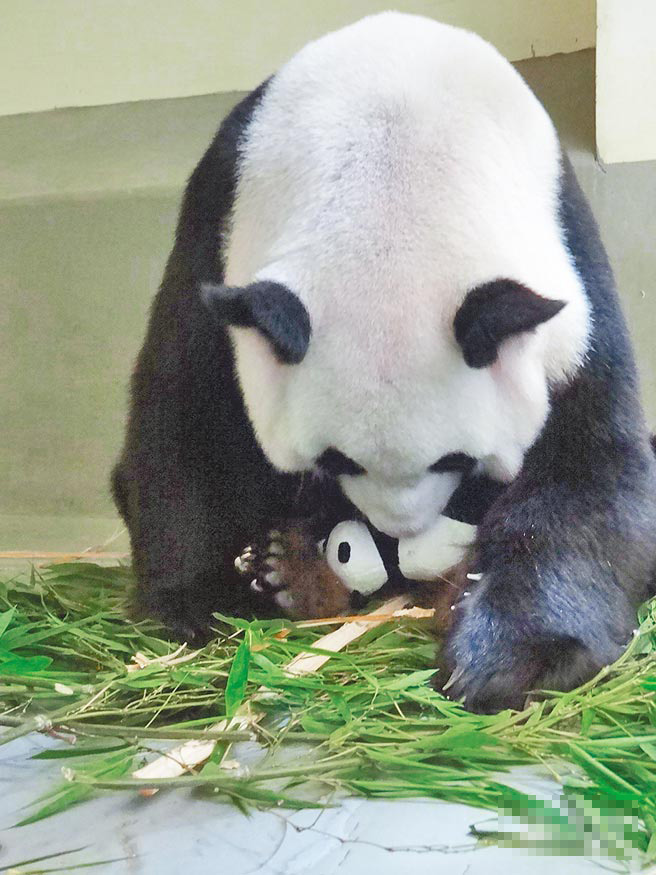 熊猫"圆圆"为母女相会作练习 舌头大舔"圆仔"分身