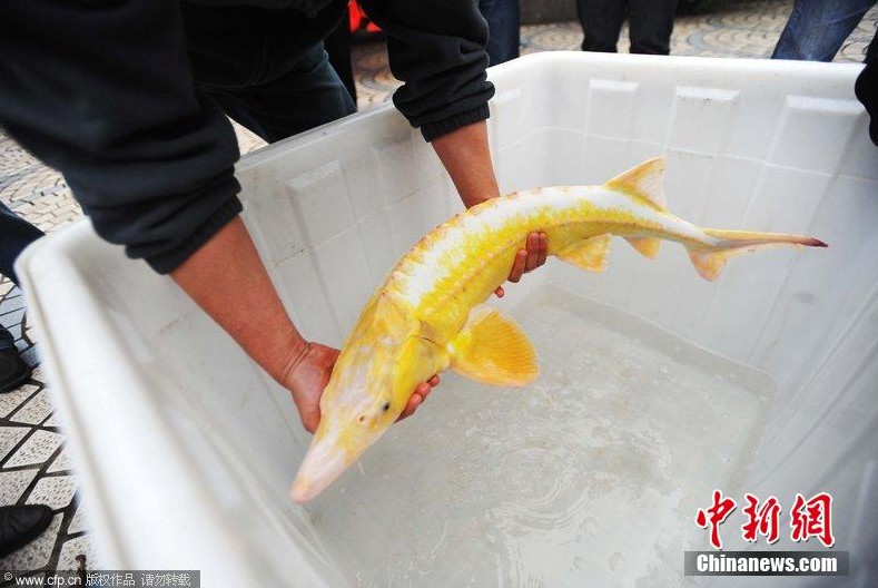 金黄色中华鲟亮相武汉 通体金黄绚烂夺目