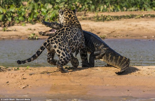 摄影师冒死实拍 美洲豹下水捕杀鳄鱼