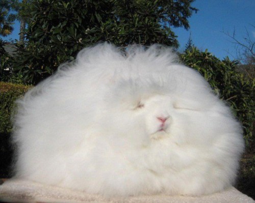 美国兔子毛长26cm 酷似巨型毛球(图)