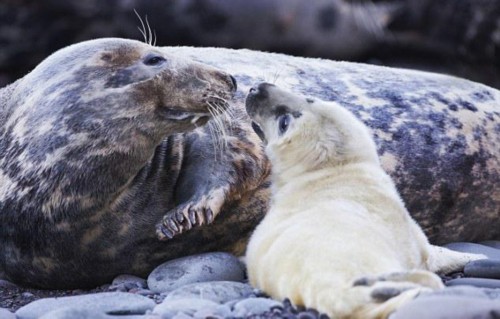 海豹母亲深情吻子抚摸对视萌态可掬