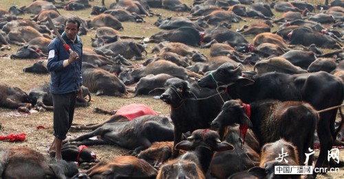 尼泊尔教徒过节屠杀上万动物 屠宰场内尸横遍野