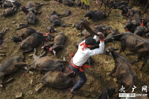 尼泊尔教徒过节屠杀上万动物屠宰场内尸横遍野