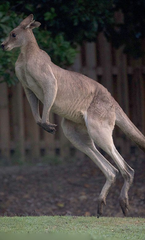 澳洲2米高袋鼠每日训练拳击能用爪子粉碎铁桶