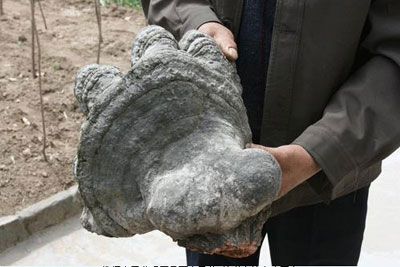 陕西农民发现罕见野生灵芝 外形奇特个巨大