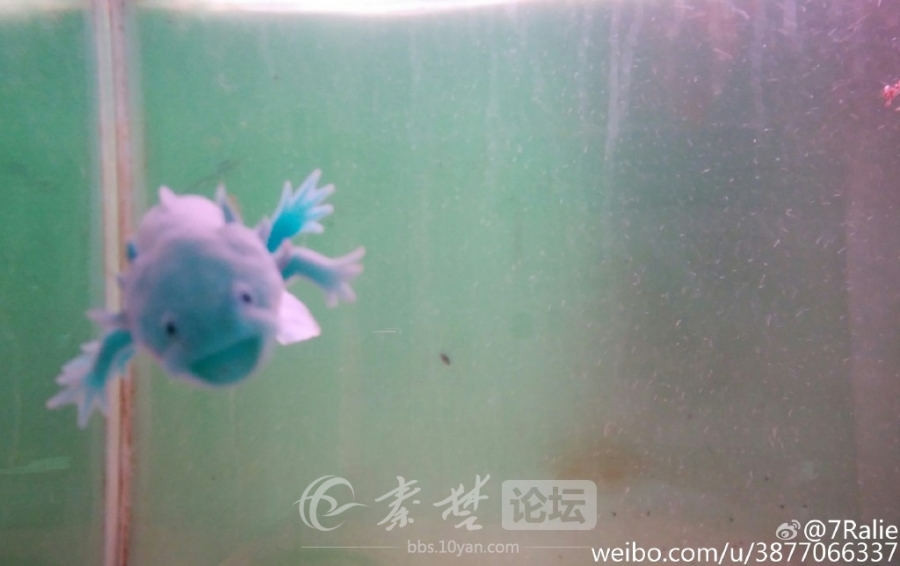 ����԰�������Ŀ����㡣��Ư���������Ԫ���������С���һ������԰��������ɡ��س����ѡ��չ���������ͼ��