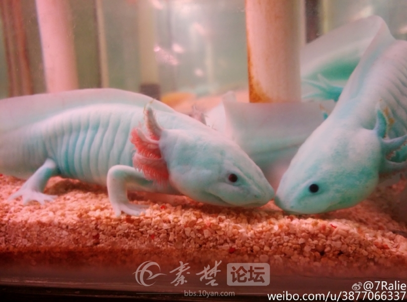 ����԰�������Ŀ����㡣��Ư���������Ԫ���������С���һ������԰��������ɡ��س����ѡ��չ���������ͼ��