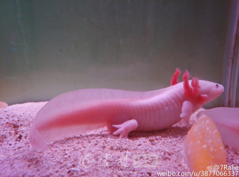 ����԰�������Ŀ����㡣��Ư���������Ԫ���������С���һ������԰��������ɡ��س����ѡ��չ���������ͼ��