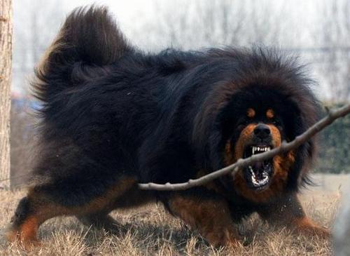 藏獒(资料图)(3 /3张)