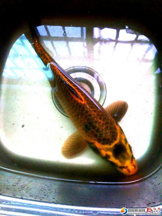 湖南现全球稀有人面鲤鱼 嘴鼻眼清晰可见(图)