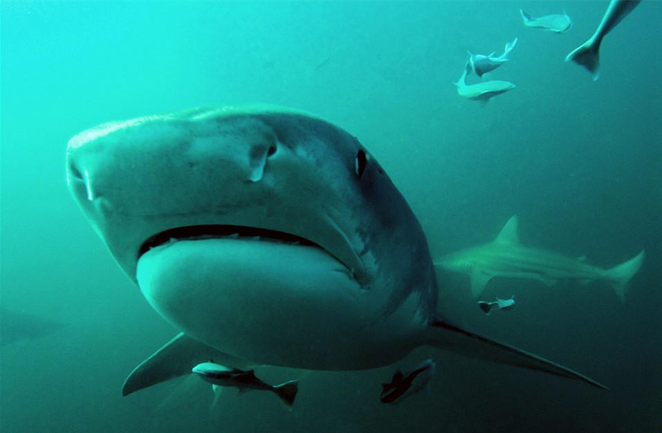 近拍鲨鱼罕见照 血盆大口的惊悚微笑