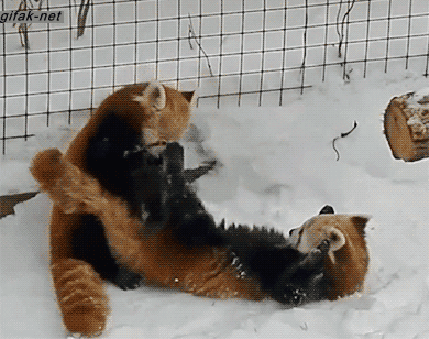 390_308gif 动态图 动图