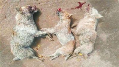 被打死的3只疑似狼的动物.(图片由白翠香提供)