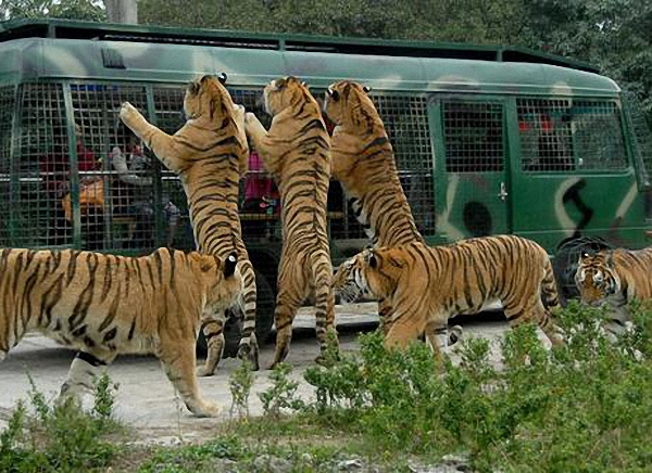 揭秘东北虎伤人事件细节 赤手搏虎的母亲最可怜