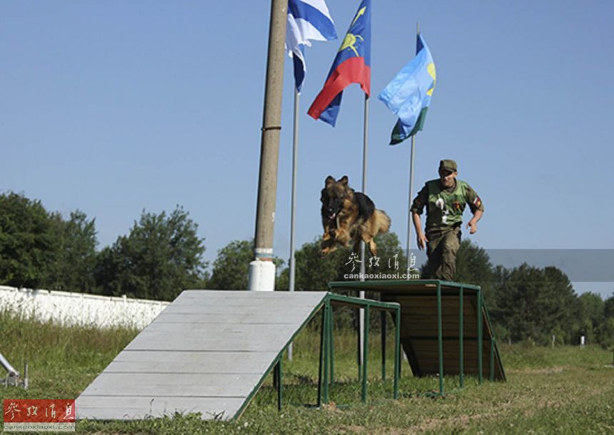 看武警特战队里的"神犬奇兵"(组图)_社会_中国台湾网