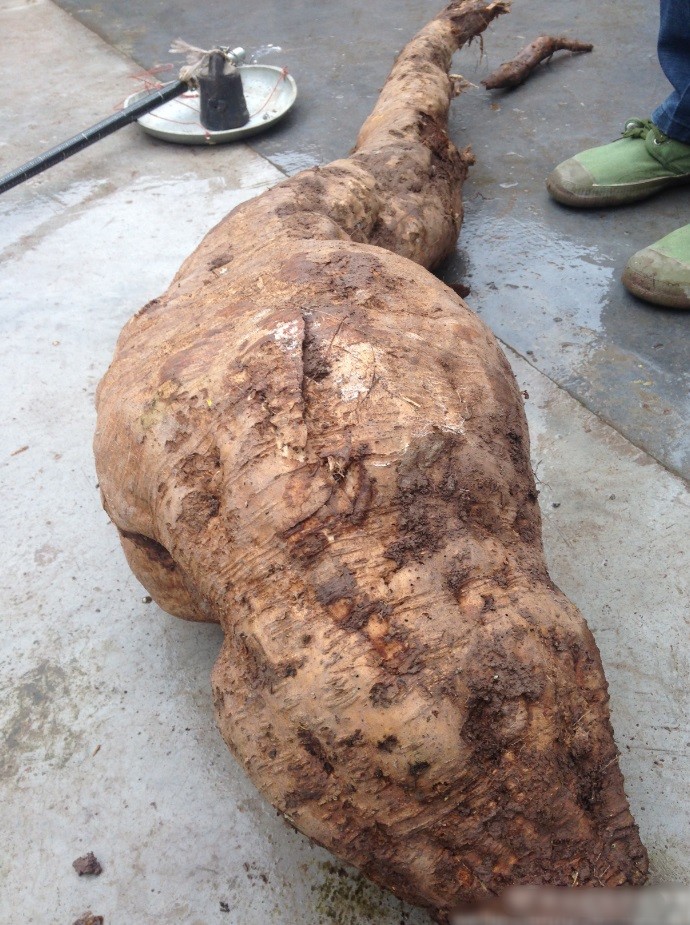 四川惊现"葛根王" 外形像人腿身长一米四