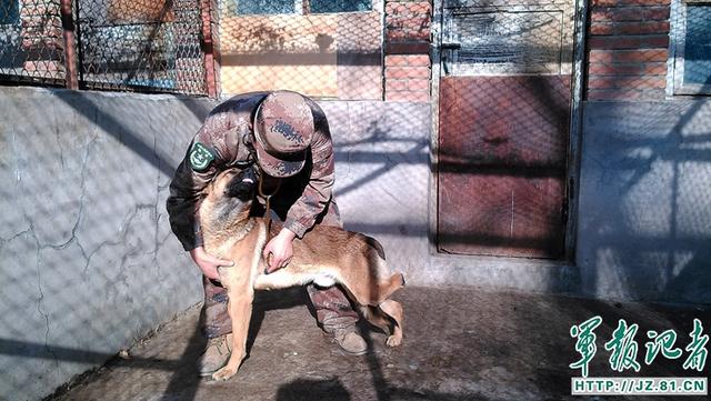 铁打的营盘流水的兵 退役军犬去哪儿了?(组图)