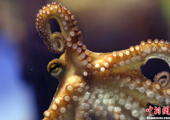 章鱼保罗二世正式亮相将预测欧洲杯