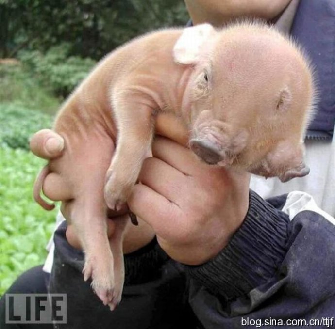 全球双头动物大聚会组图