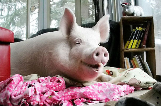 时事 国际    [延伸阅读]加拿大宠物猪重达606斤 那些不可思议的宠物