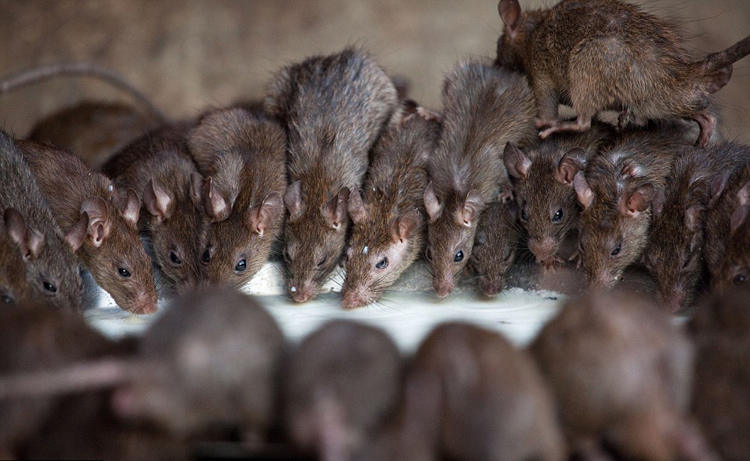 爆笑美女子为躲老鼠弃车而逃不顾爱车掉入大海