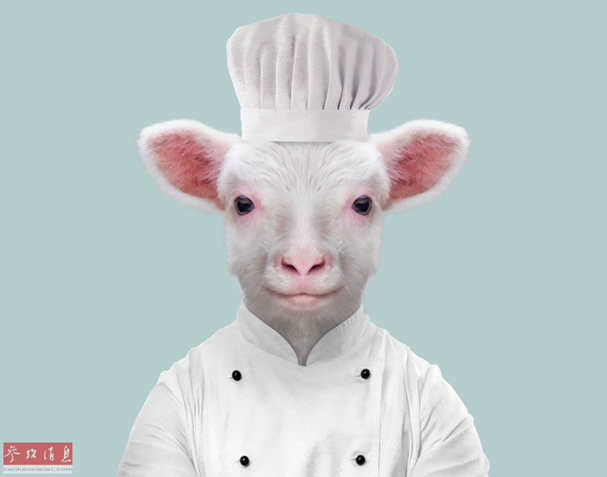 艺术家将动物打扮成人类模样现实版动物城好酷