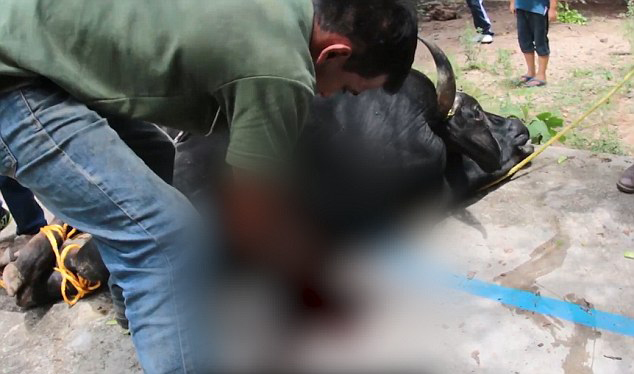 太残忍!西班牙祭典将活牛涂满泥浆绑上火把烧死