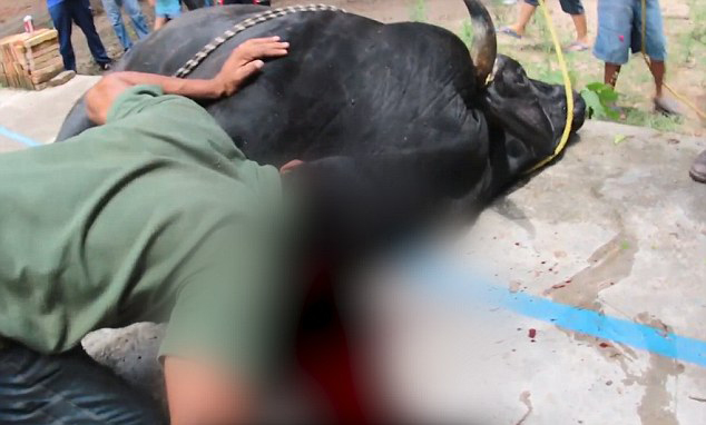 太残忍西班牙祭典将活牛涂满泥浆绑上火把烧死