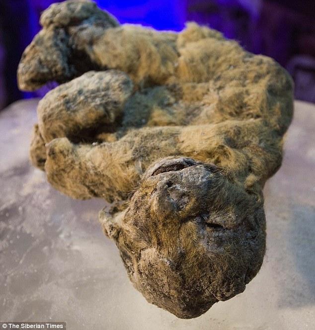 俄罗斯海岸现神秘雪球堆规模巨大