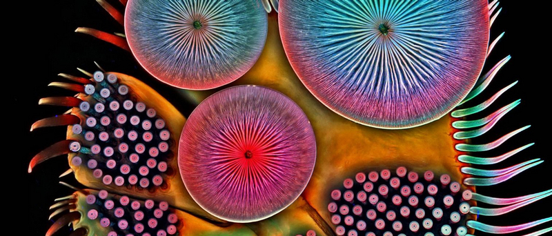 美哭!2016尼康微观摄影大赛佳作