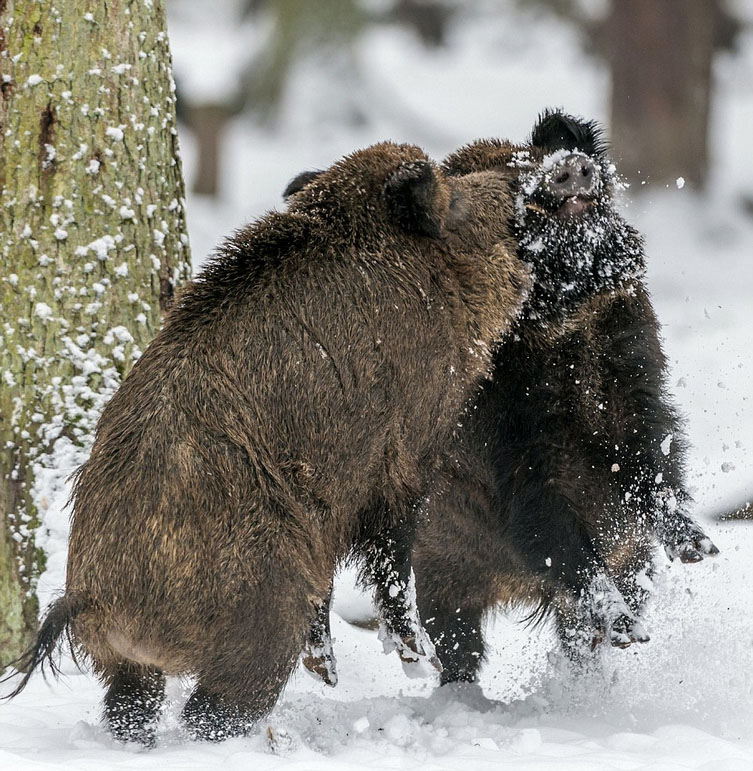 德国两野猪冰天雪地上演打斗决战