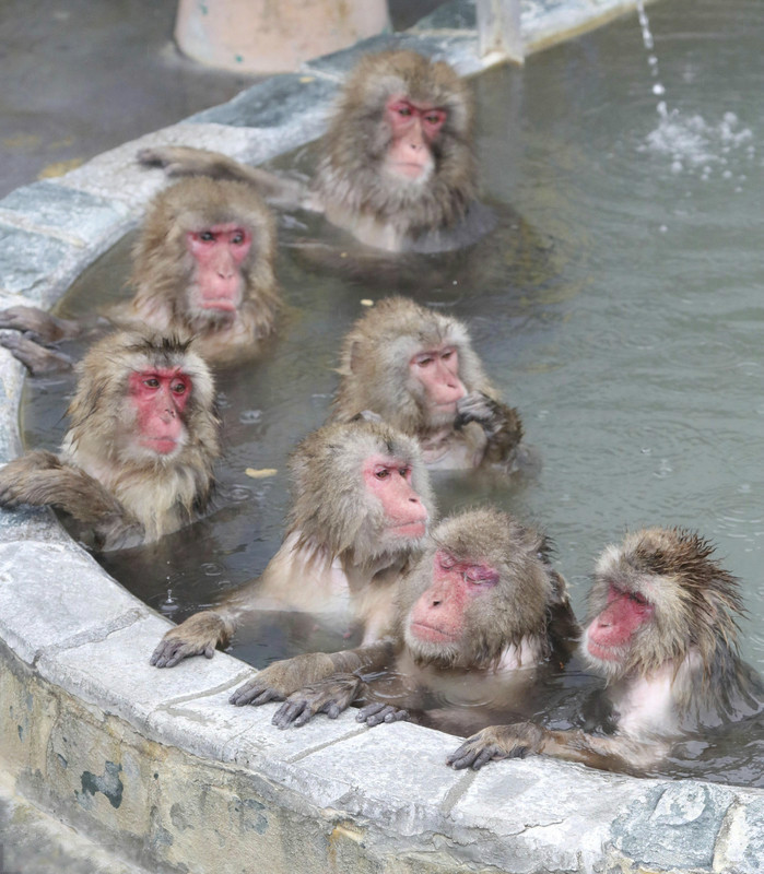 日本猴子露天泡温泉 表情很"销魂"(组图)