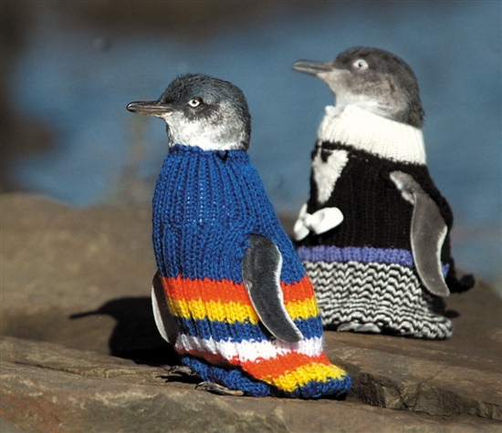 两只企鹅在澳大利亚塔斯马尼亚岛穿着人们为它们特制的毛衣 新华社发
