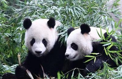 赠台大熊猫圆圆今年受孕机会不大动物园称明年再试