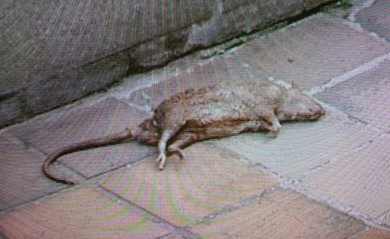 老鼠闯电箱致台民意机构停电 民代:台电搞阴谋!