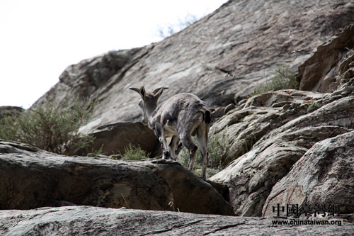 贺兰山岩羊